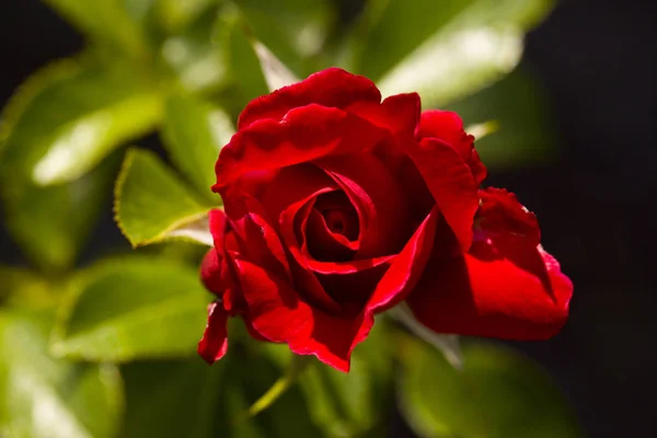 Krásný keř rudých růží v zahradě. Zahrada růží. Zobrazit — Stock fotografie