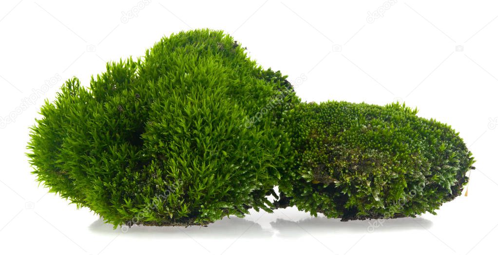 Green moss isolated on a white background.