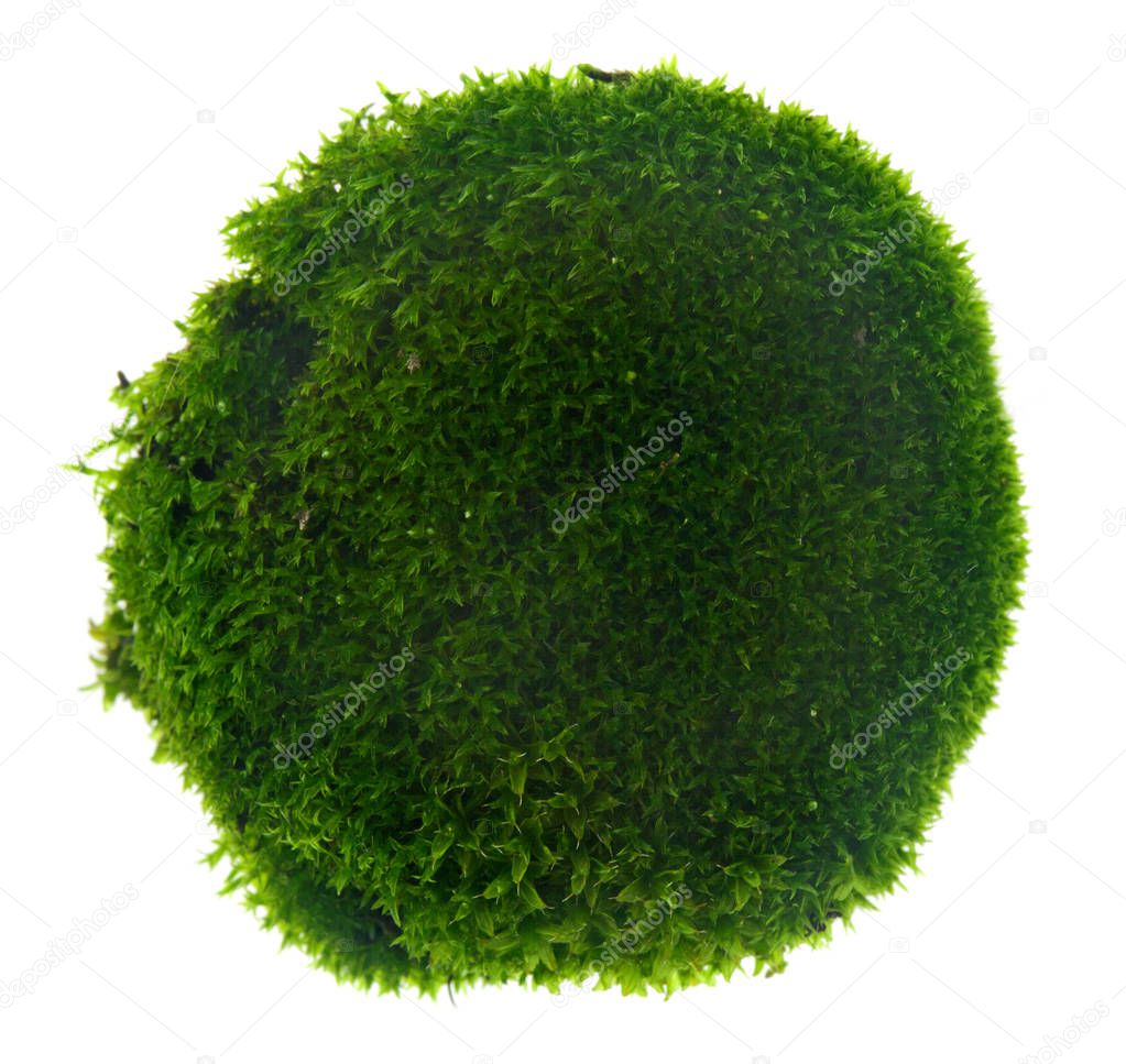 Green moss isolated on white background close up