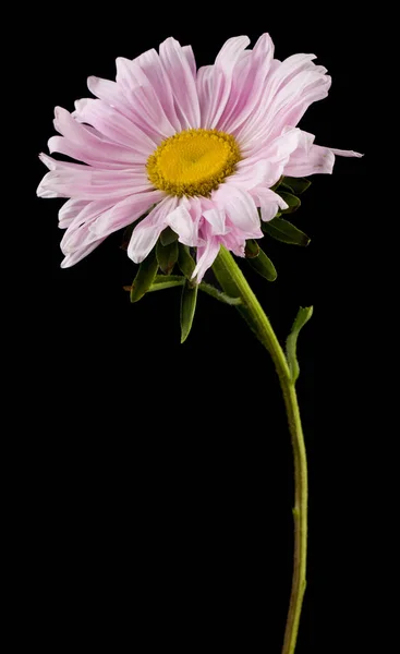 Pink aster flowers isolated on black background close-up. — Stock Photo, Image