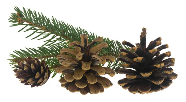 Bump con un ramo di albero di Natale isolato su uno sfondo bianco — Foto Stock