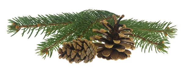 Rama de árbol de Navidad con un cono aislado sobre fondo blanco — Foto de Stock