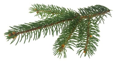 Beyaz arka planda izole edilmiş yeşil Noel ağacı dalı