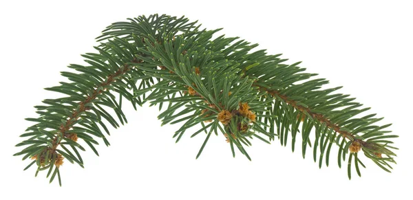Zelená vánoční strom větev izolované na bílém pozadí zavřít — Stock fotografie