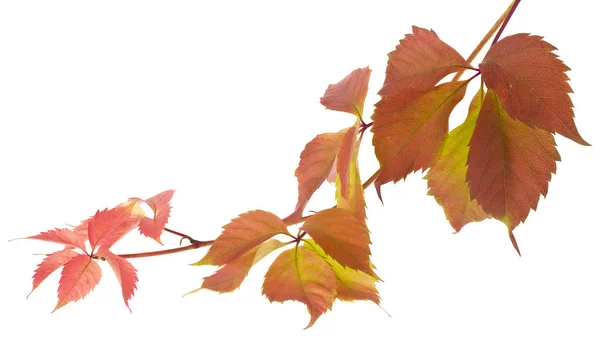 Feuilles de raisin d'automne isolées sur fond blanc gros plan . — Photo