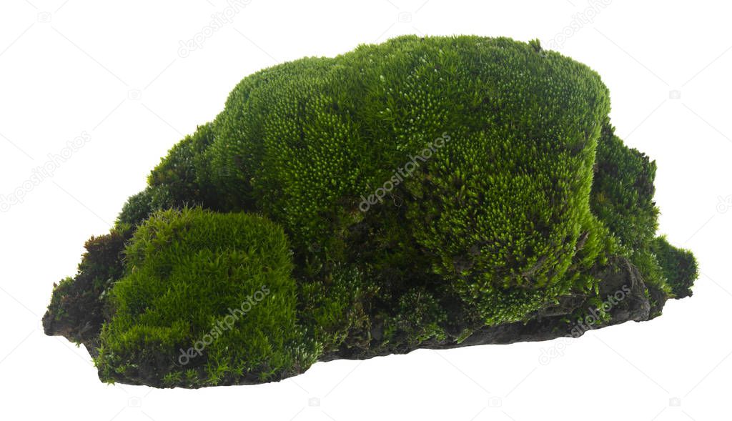 Green moss isolated on a white background.