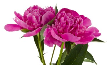 Beyaz arkaplanda izole edilmiş pembe şakayıklar..