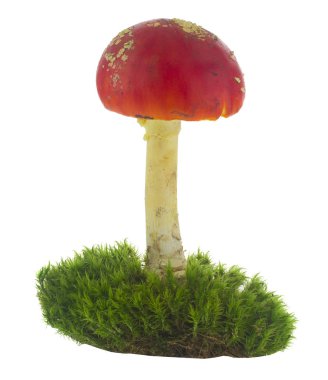 Beyaz arka planda yosunlu Amanita izole edilmiş..