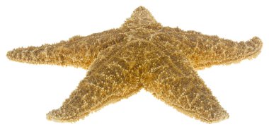 beyaz arkaplanda izole edilmiş denizyıldızı.