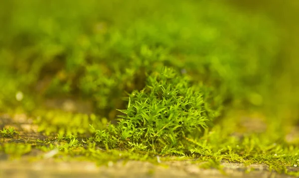 青苔丛生. 田里美丽的青苔. — 图库照片