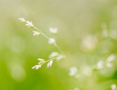 Ot tohumları ile makro çekim