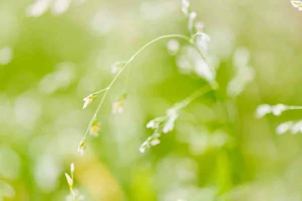 Makroaufnahme von Gras mit Samen — Stockfoto
