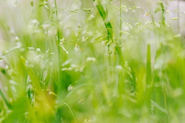 Macro shot of grass with seeds — Stock Photo, Image