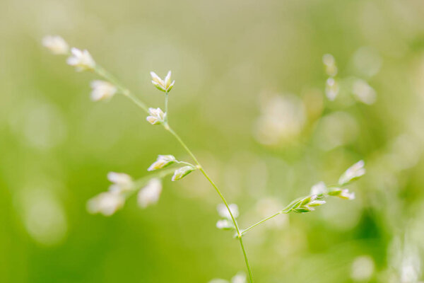 Macro shot of grass with seeds