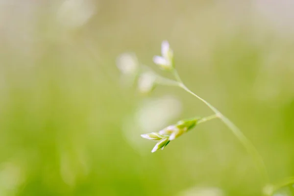 宏拍摄的草与种子 免版税图库图片