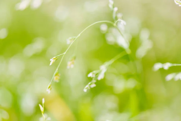 Macro shot of grass with seeds Stock Photo