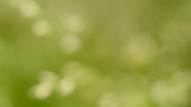 Ot tohumları ile makro çekim