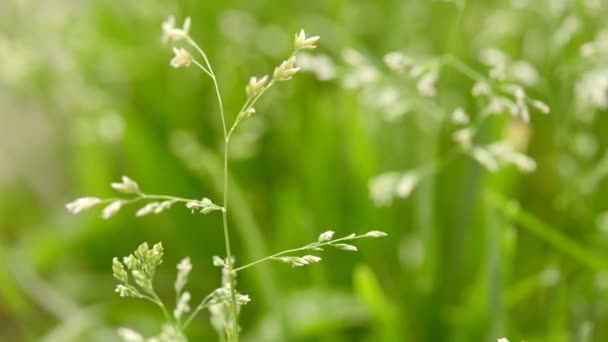 Makroaufnahme von Gras mit Samen — Stockvideo