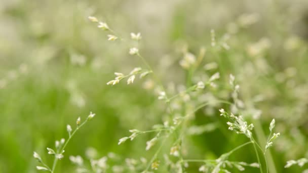 Macro shot d'herbe avec des graines — Video