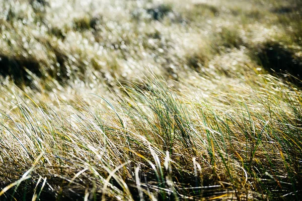 Close-up van verlichte gras — Stockfoto