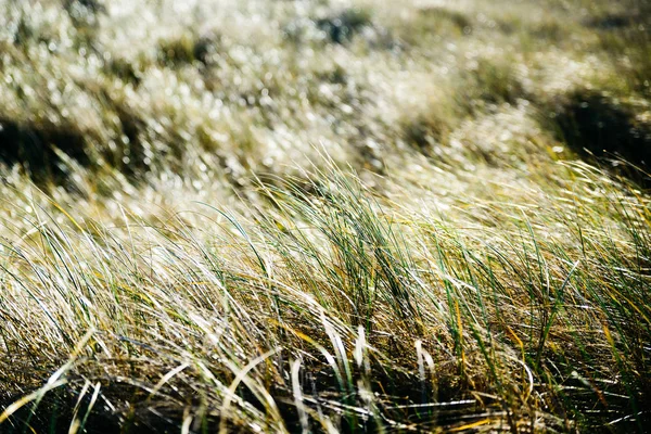 Nahaufnahme von beleuchtetem Gras Stockbild