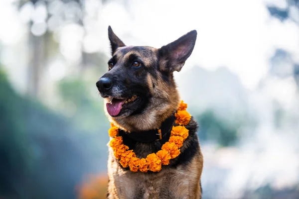 Kukur Tihar (festival de cães) em Katmandu, Nepal — Fotografia de Stock