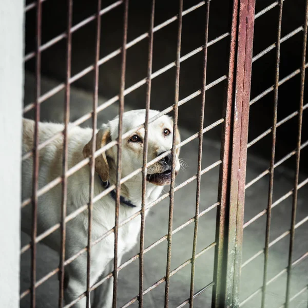 Hund in Käfig eingesperrt lizenzfreie Stockfotos