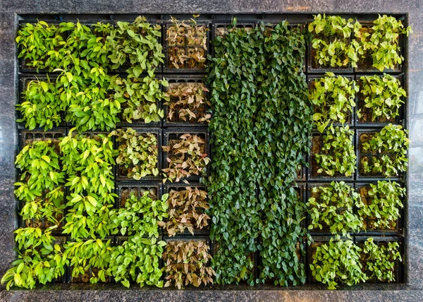 Green wall or vertical garden