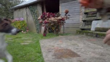 Pürüzsüz tilki teriyeri topun peşinden koşup yakalıyor.