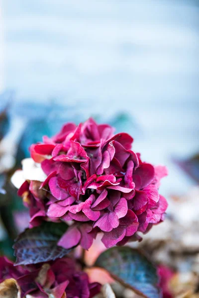 Flor de hortensias en jardín — Foto de Stock