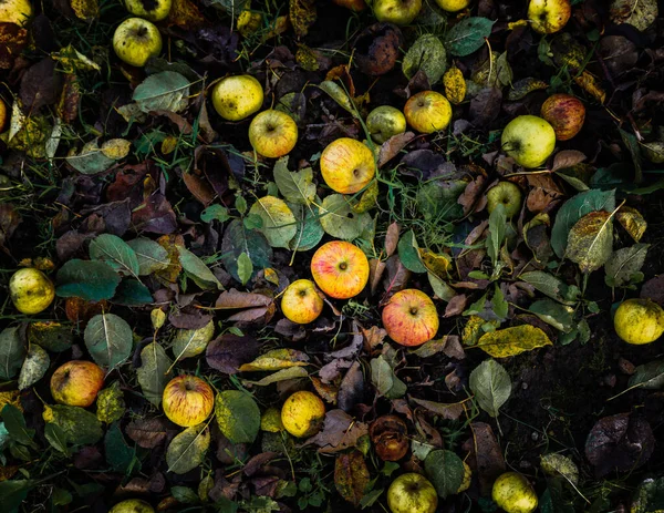Падшие яблоки на землю — стоковое фото