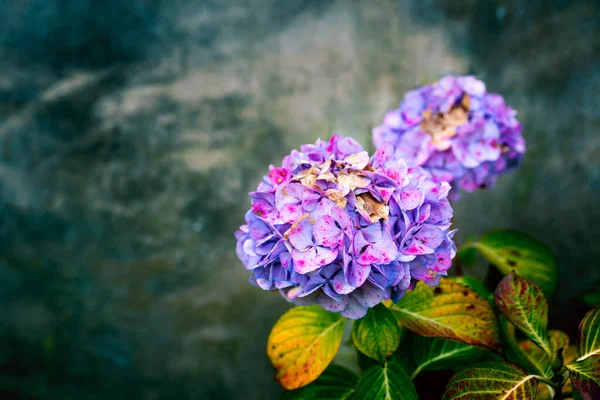 Hydrangea flower on grungy background