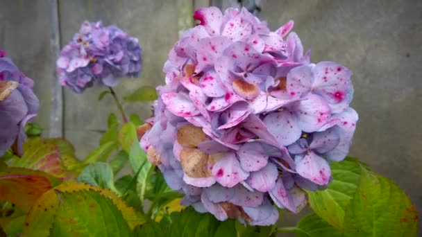 Flores de hortensia balanceándose en el viento — Vídeos de Stock