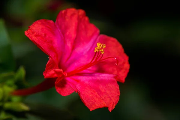 Quatre oclock fleur macro shot — Photo