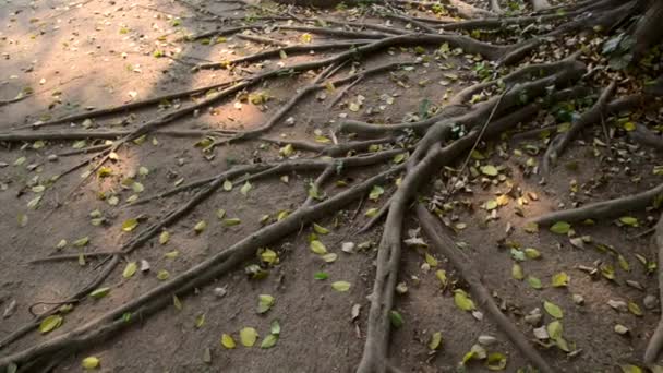 Kořeny stromu Ficus Benjamina — Stock video