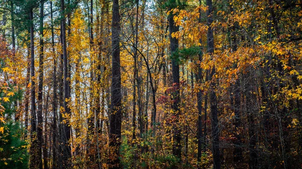 Hermoso bosque de otoño — Foto de Stock