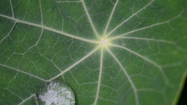 Капля воды на листьях настурция — стоковое видео