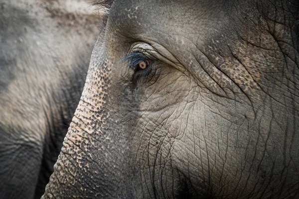 Portrait de l'éléphant d'Asie — Photo