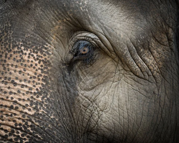 Gros plan sur le visage d'éléphant — Photo
