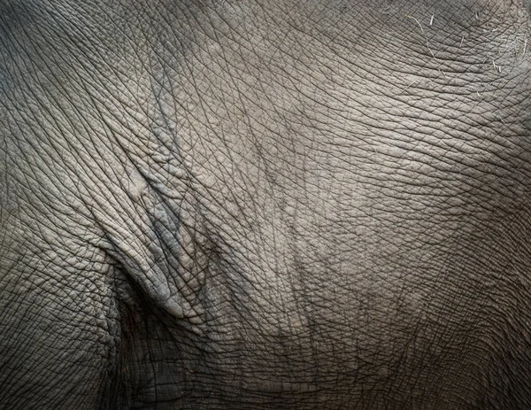 Texture de la peau d'éléphant — Photo