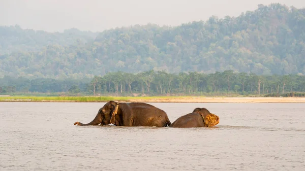 Baignade d'éléphants dans le parc national de Chitwan, Népal — Photo