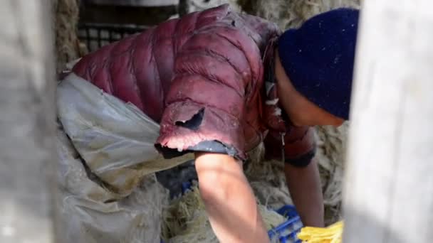 Fabrication de papier lokta à Katmandou, Népal — Video