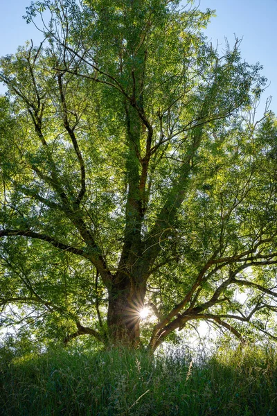 Hermoso árbol retroiluminado en primavera — Foto de Stock