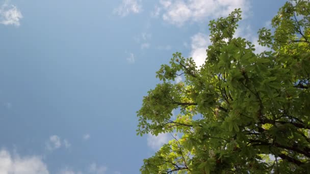 Låg vinkel skott av häst-kastanj träd och blå himmel — Stockvideo