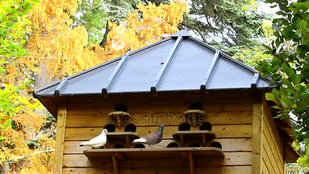 Pigeon in a pigeon house contraceptive — Stock Video