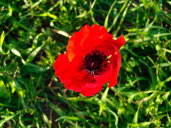 Red Anemones Field Winter Blooming Macro Shot in Green Grass. — Stock Photo, Image