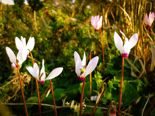 Frühlingsblumen blühen in Poleg Bach in der Nähe des Mittelmeers — Stockfoto