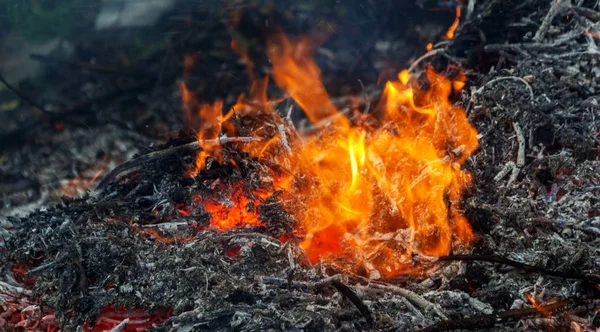 Landwirt Verbrennt Grünabfälle Konzept Von Lagerfeuer Lagerfeuer Freien Landwirtschaft Umgestürzte — Stockfoto