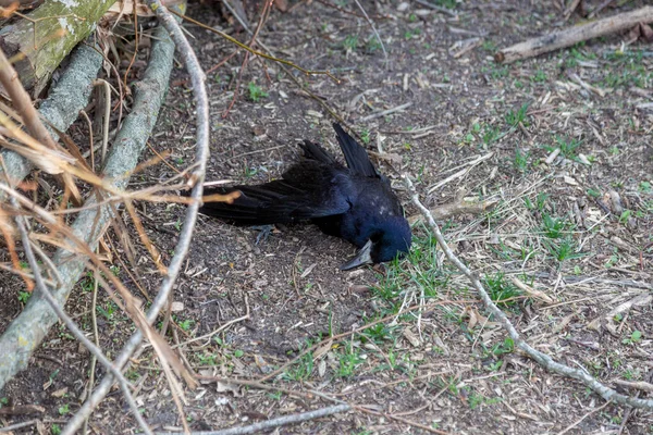 Yeşil Çimenlikteki Ölü Kuş Kargası Kuş Gribi Vahşi Kuş Cesedi — Stok fotoğraf