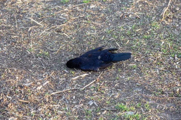 Dead Bird Crow Green Grass Bird Flu Corpse Wild Bird — Stock fotografie